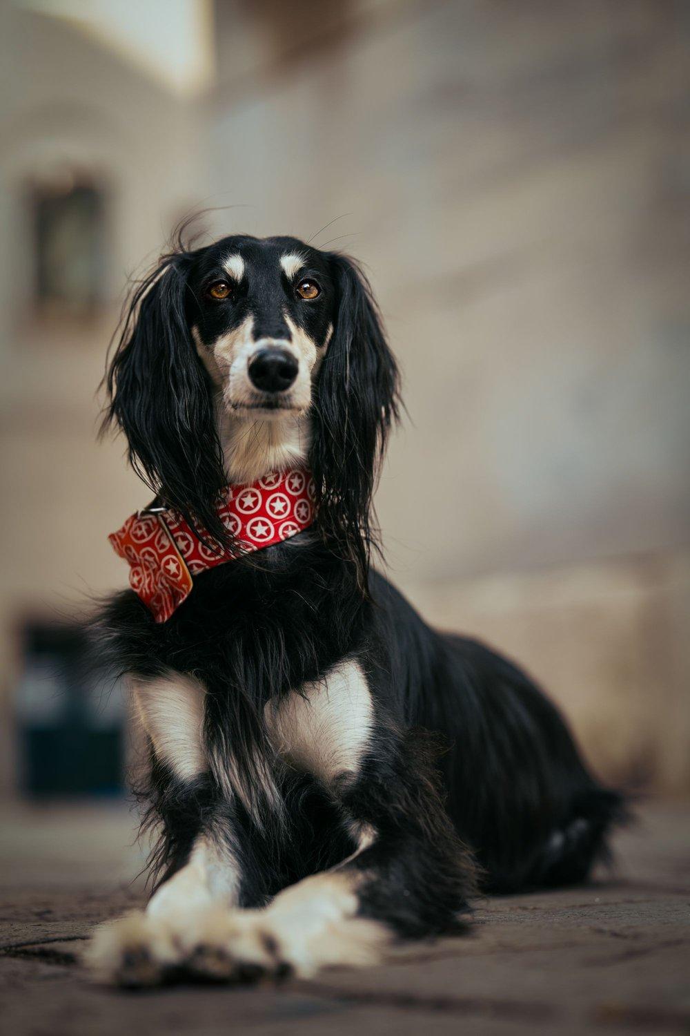 carousel-hero-element image-1